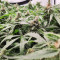 Critical Daddy feminized seeds