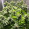 Girl Scout Cookies Fast Version Feminized Seeds (Easy Grow Seeds)