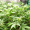 Graines de cannabis Gorilla x Lilly (Expert Seeds)