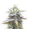 Jack Herer Fast Version (Herbies Seeds)