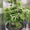 Lemon Skunk (Herbies Seeds)