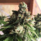 Graines de cannabis Quick Critical + (Dinafem Seeds)