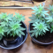 LSD Seeds - Cannabis Strain Seeds for Sale