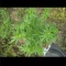 Blackberry Moonrocks Seeds (AlphaFem Seeds) - Cannabis Strain Seeds for Sale