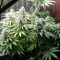 Eleven Roses Seeds (Delicious Seeds) - Cannabis Strain Seeds for Sale