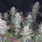 Venta de Gelato (BlimBurn Seeds) | Semillas de marihuana feminizadas