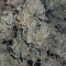 Forbidden Runtz Seeds - Cannabis Strain Seeds for Sale