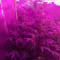 O.G. Kush Autoflower fem: seeds for sale, strain information and customer reviews