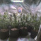 Pakistan Valley Cannabis-Samen Kaufen