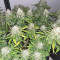 Runtz Auto (Barney's Farm) Seeds