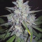 Runtz XL Auto feminized seeds for sale: information and reviews