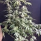 Northern Lights จาก Herbies Seeds