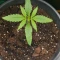 Apple Betty Seeds - Cannabis Strain Seeds for Sale