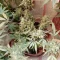 Lemon AK Auto (Fast Buds)