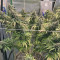 Sour Diesel (RQS) Cannabis-Samen zu verkaufen