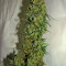 Vente de graines de cannabis Super Lemon Haze (GHS)