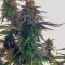 Vendita di semi femminizzati Medical Mass CBD
