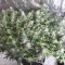 Banana Blaze Seeds - Cannabis Strain Seeds for Sale