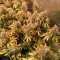 Vente de graines de cannabis Blue Sunset Sherbert (Barney’s Farm)
