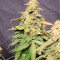 Acquista semi femminizzati Wedding Cheesecake Auto di Fast Buds