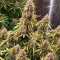 Venta de Lemon Pie Auto (Fast Buds) | Semillas de marihuana feminizadas