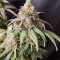 Liberty Haze Seeds - Cannabis Strain Seeds for Sale