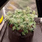 Kush Mintz Seeds (Barney’s Farm)