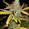 Vente de graines de cannabis Candy Dawg Autoflower (Seedstockers)