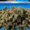 Original Auto Cheese Seeds - Cannabis Strain Seeds for Sale