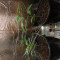 Achetez des graines féminisées Grandmommy Purple par Herbies Seeds
