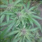 Achetez des graines féminisées Grandmommy Purple par Herbies Seeds