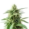 Semi di Amnesia Haze femminizzati (Royal Queen Seeds)