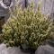 Auto Frozen Biscotti Seeds (Dutch Passion)