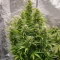 Graines de cannabis Automatic (Big Buddha Seeds)