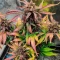 Blackberry Moonrocks Auto Seeds (AlphaFem Seeds)