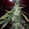 Blue Dream Seeds (Blimburn Seeds)