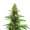 Bruce Banner Seeds