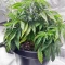 Cinderella 99 Feminized Seeds (Brothers Grimm Seeds)