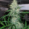 Double Black (G13 Labs)