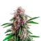 Gorilla Glue Purple Seeds