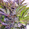 Grandaddy Black (Original Sensible Seeds)
