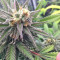Grandaddy Purple feminized seeds (Big Head Seeds)