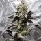 Kyle’s Cherry AK 47 Seeds