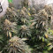 Mimosa EVO Seeds (Barney’s Farm)