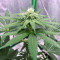 Mimosa (Herbies Seeds)