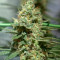 Nevil Bilbo Auto (Genehtik Seeds)