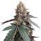 Runtz Muffin Feminized Seeds (Barney’s Farm)