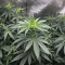 Semi femminizzati Runtz Triploid