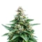 Sherbet Moonrocks Seeds (Original Sensible Seeds)