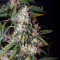 Smoothie Auto (Fast Buds)